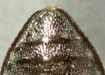 Media type: image;   Entomology 8112 Aspect: anal sclerite